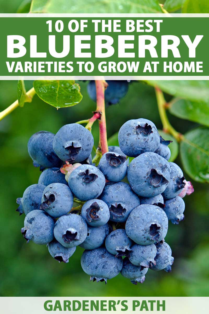 Top 10 Blueberry Varieties To Grow At Home | Gardener'S Path