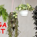 Top 25 Plants For Hanging Baskets – The Mega List