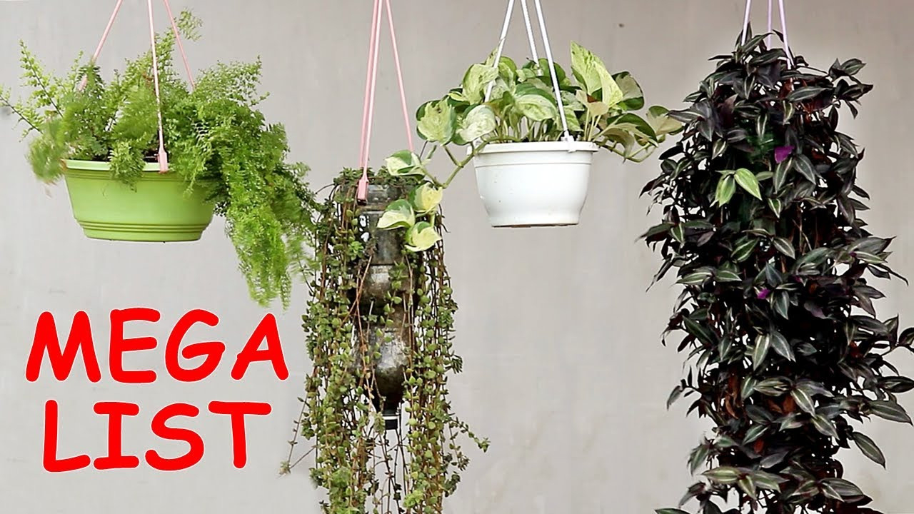Top 25 Plants For Hanging Baskets – The Mega List