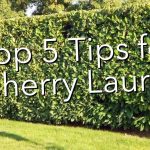 Top 5 Tips When Planting Cherry Laurel