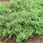 Tortuga® – Juniperus Communis | Proven Winners