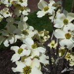 Tree Spotlight: Flowering Dogwood – Canopy : Canopy