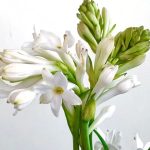 Tuberose Plant Care – Flowers, Scent, Colors, Watering, Fertilizer