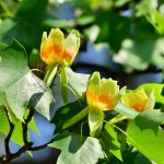 Tulip Poplar Tree Information: How To Grow And Care For Tulip Trees