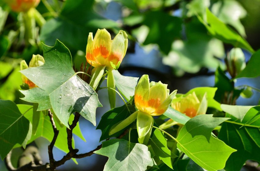  Tulip Tree Plant