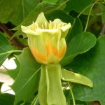 Tulip Tree – Care And Pruning