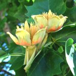 Tulip Tree | Nebraska Forest Service