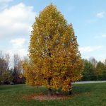 Tulip Tree | Plant Profile | Sylvan Gardens Landscape Contractors