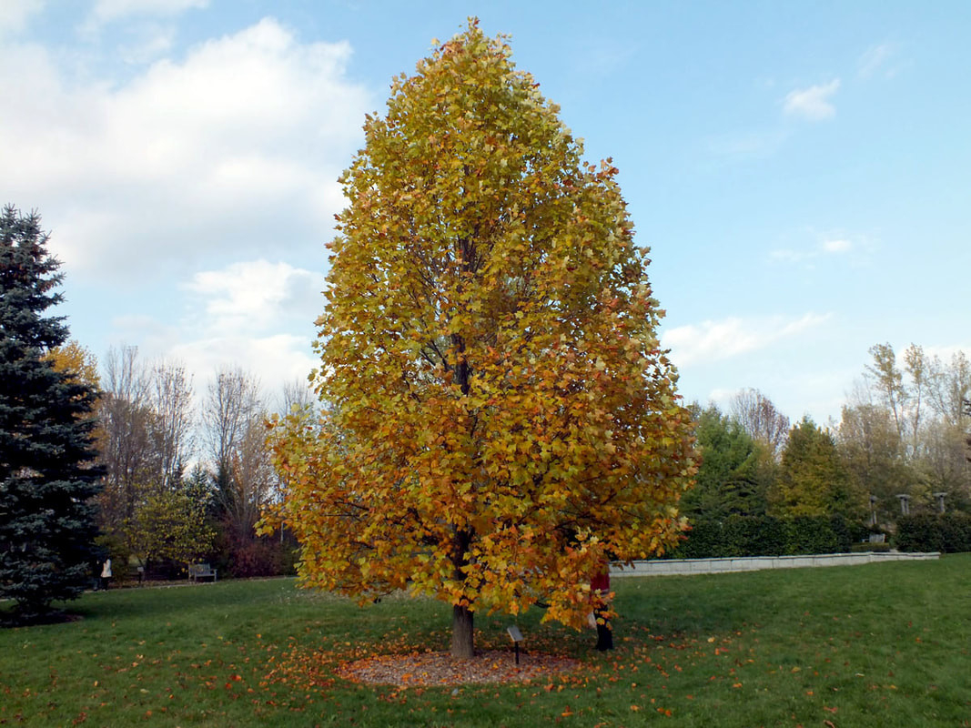 Tulip Tree | Plant Profile | Sylvan Gardens Landscape Contractors