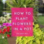 Tutorial: How To Plant Flowers In A Pot – Life On Virginia Street