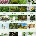 Types Of Plants: 20 Different Types Of Plants In English – Love