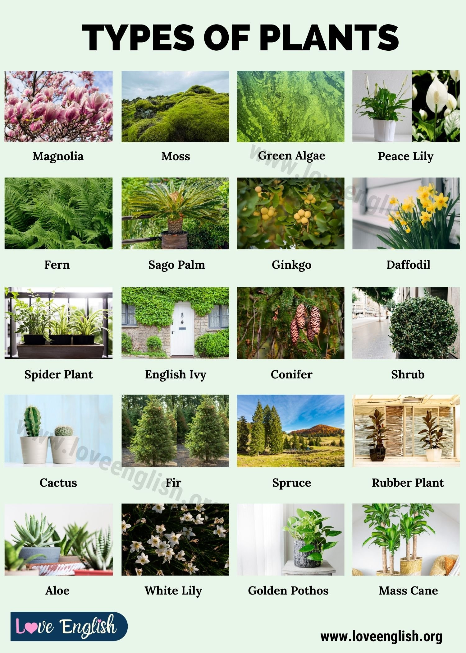 Types Of Plants: 20 Different Types Of Plants In English – Love
