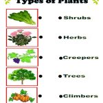 Types Of Plants Online Pdf Exercise