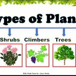 Types Of Plants |Types Of Plants For Kids | Plants Around Us | Different  Types Of Trees |