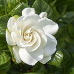 Ultimate Guide To Gardenia Flower Meaning, Symbolism, And Uses