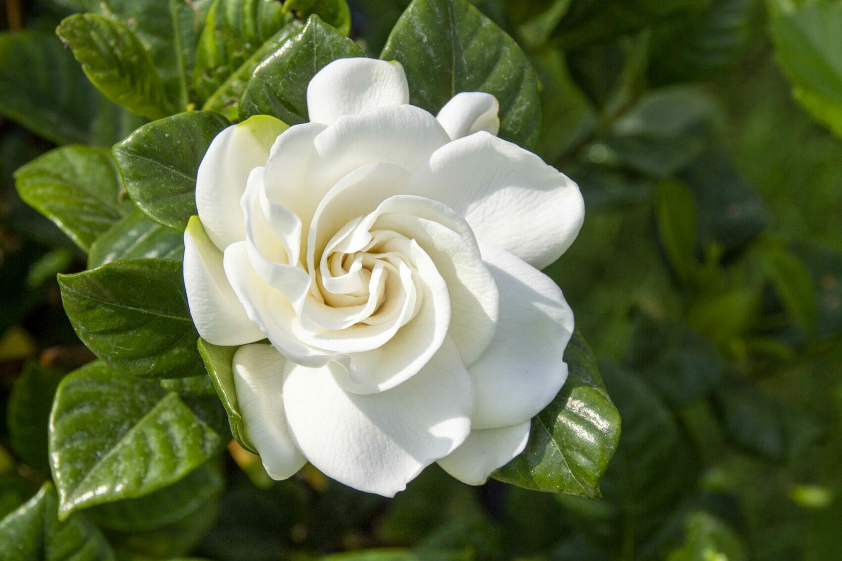 Ultimate Guide To Gardenia Flower Meaning, Symbolism, And Uses