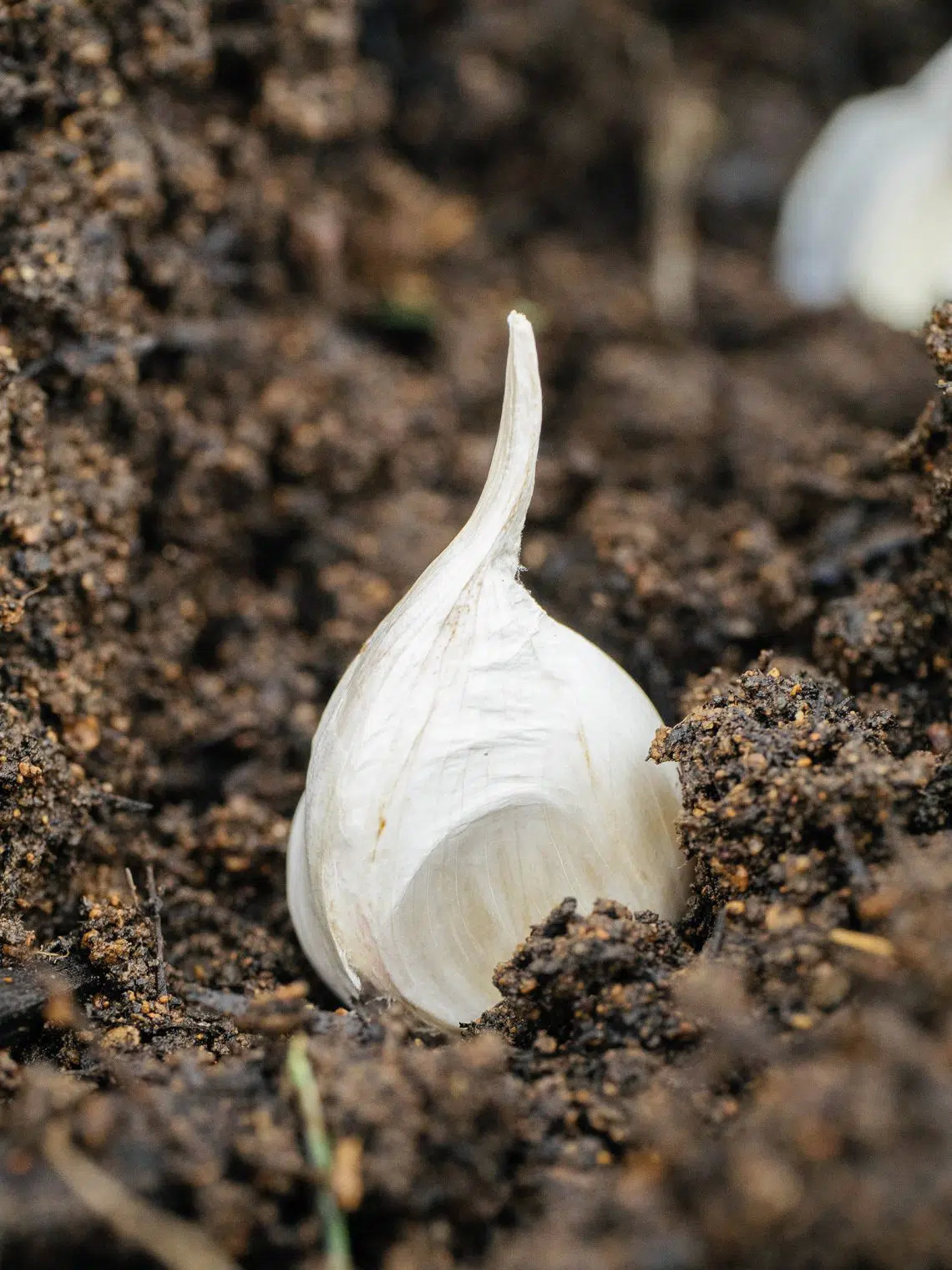 Ultimate Guide To Growing Garlic (And Common Mistakes To Avoid