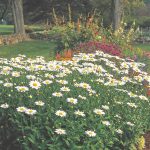 Ultimate Guide To Shasta Daisies - Flower Magazine