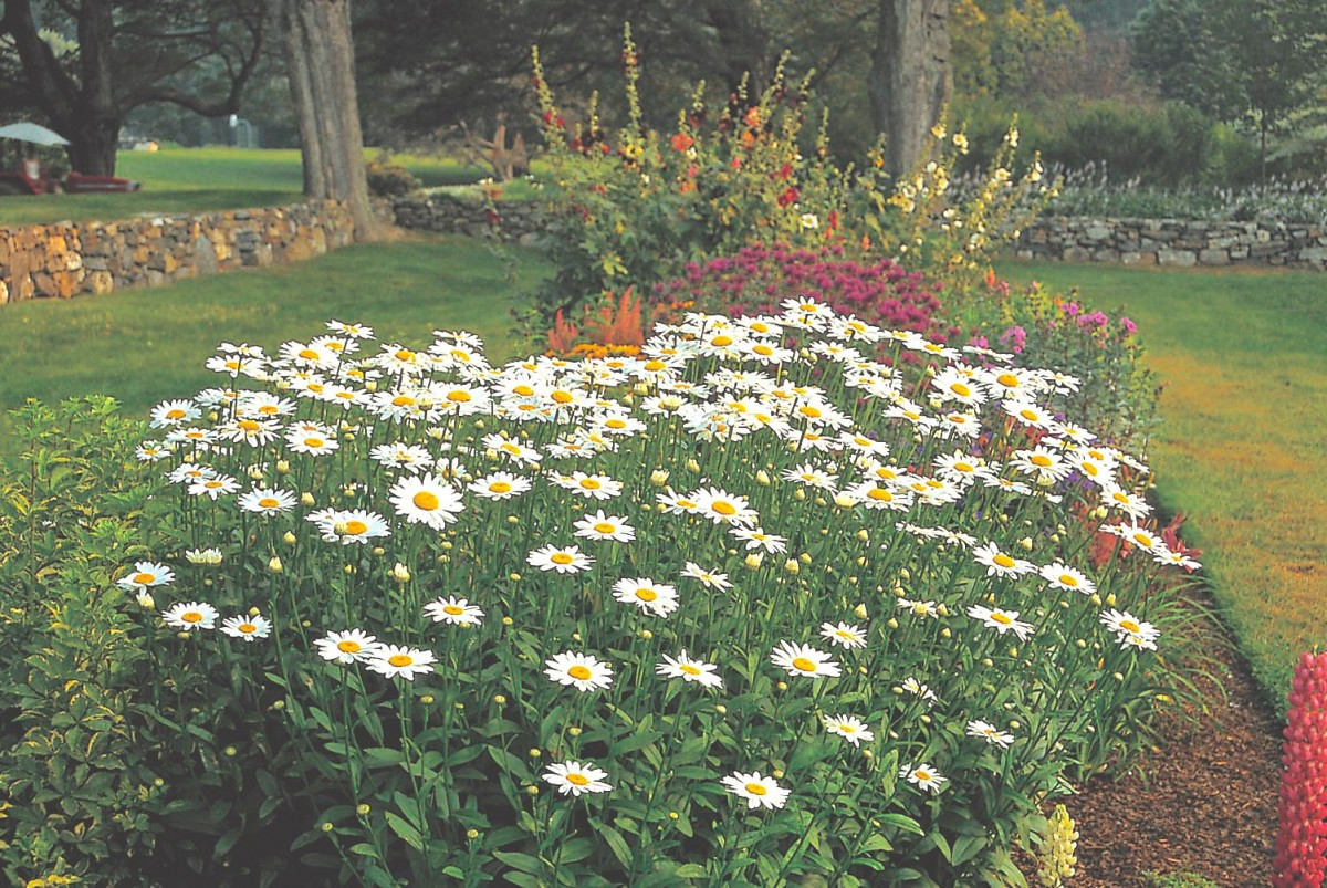 Ultimate Guide To Shasta Daisies – Flower Magazine