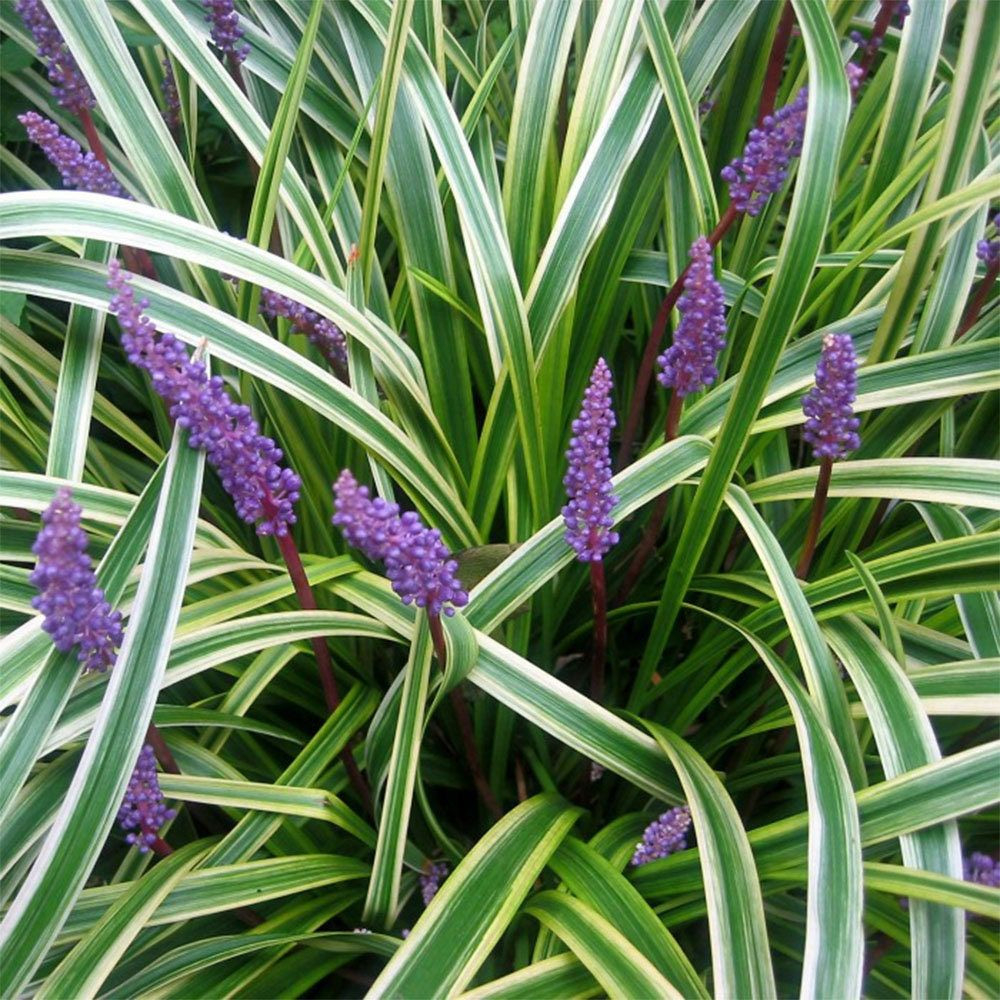 Variegated Liriope Muscari 6 Pot Purple Flowering - Etsy | Plants