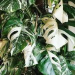 Variegated Monstera Care (Watering, Fertilize, Pruning