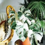 Variegated Monstera: Caring For The Elusive (And Expensive