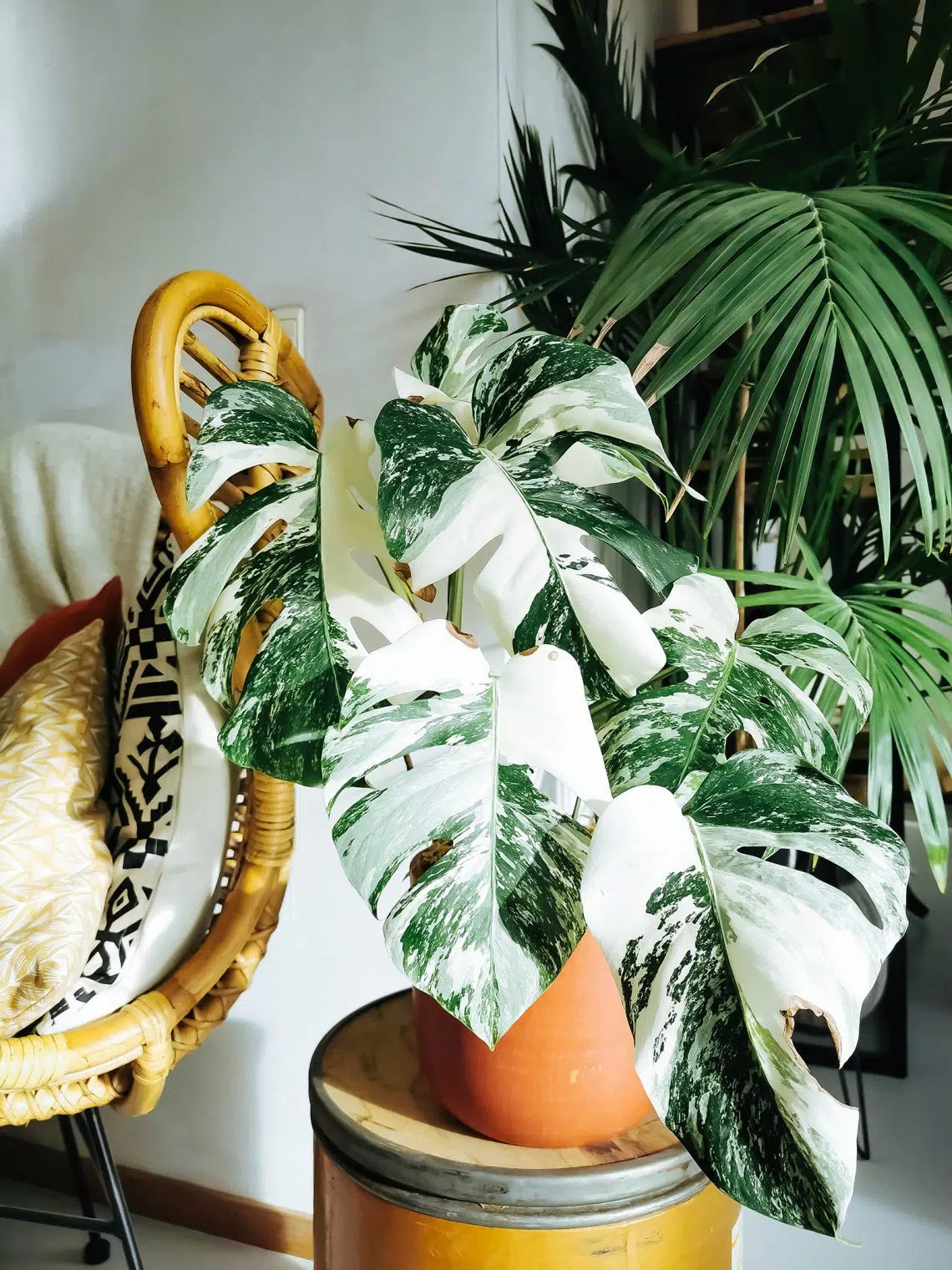 Variegated Monstera: Caring For The Elusive (And Expensive