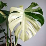 Variegated Monstera Deliciosa: Which One Is Which? — Verdant Dwellings
