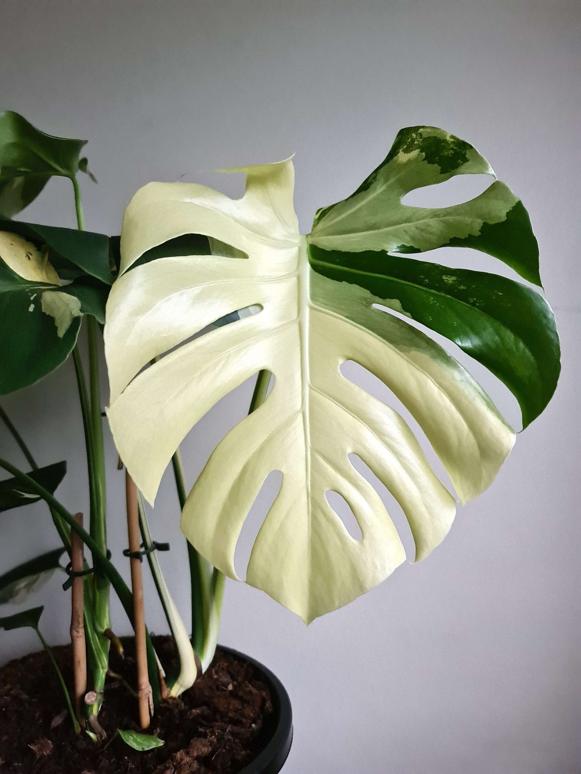 Variegated Monstera Deliciosa: Which One Is Which? — Verdant Dwellings