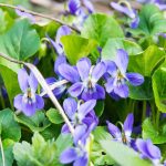 Viola | Description, Plant, Flower, & Facts | Britannica