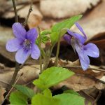 Viola (Plant) - Wikipedia