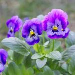 Violet Flower Growing Guides, Tips, And Information | Gardener'S Path