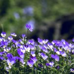 Violet – Planting, Sowing And Advice On Caring For It