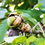 Walnut Tree Care – How To Grow A Walnut Tree
