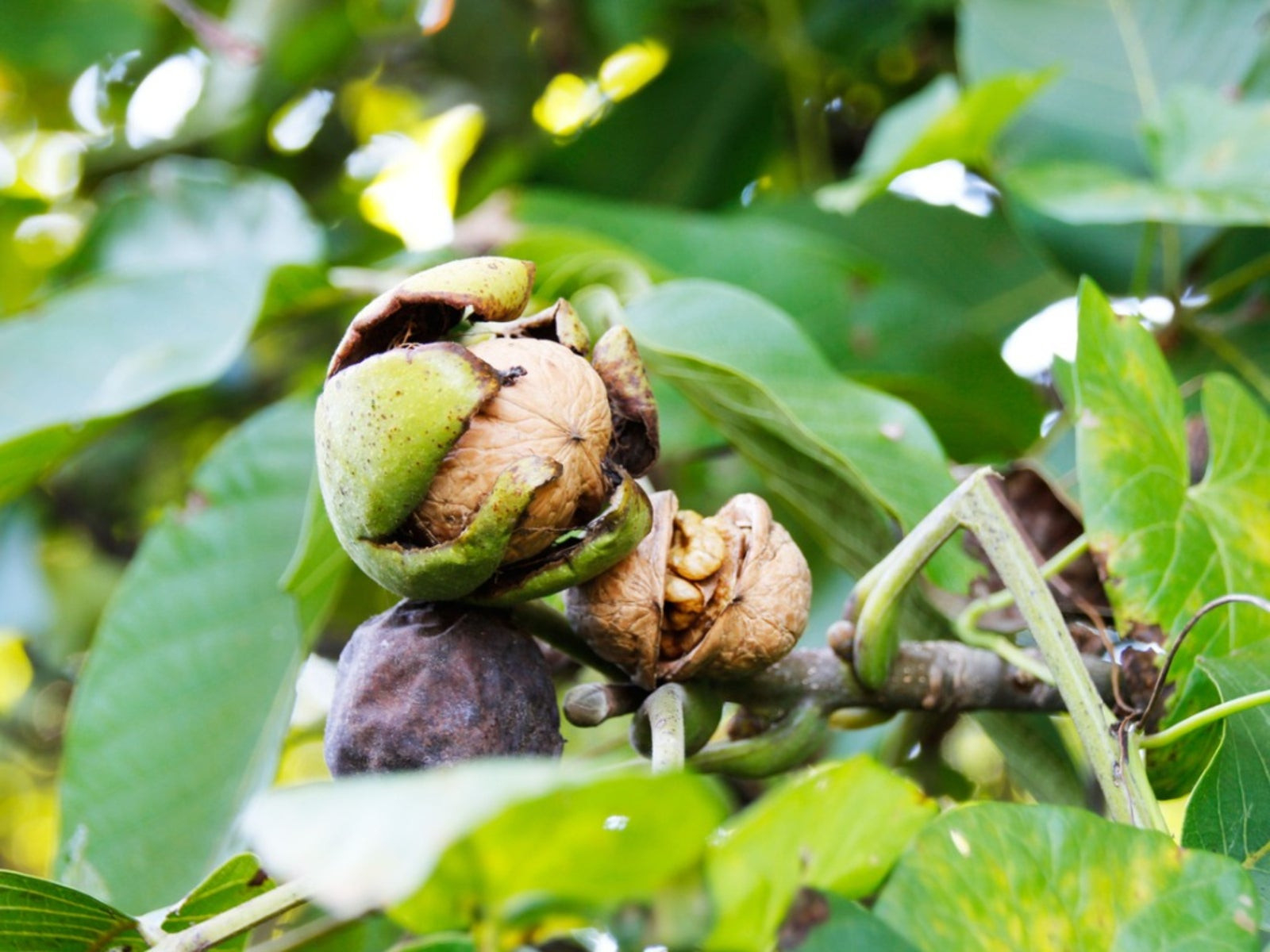 Walnut Tree Care - How To Grow A Walnut Tree