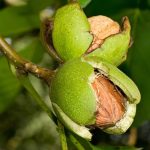 Walnut Tree Growing And Care Guide | Luv2Garden