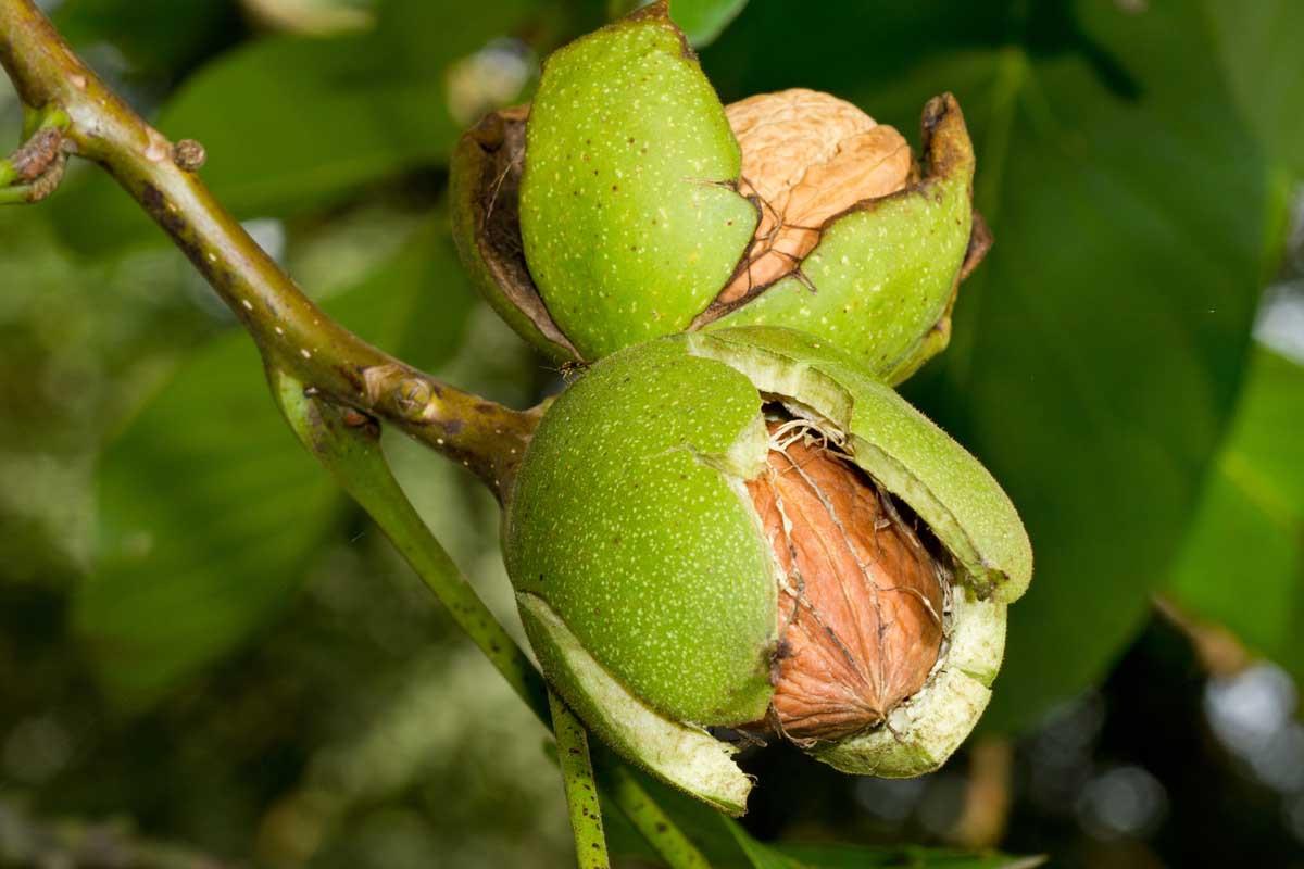 Walnut Tree Growing And Care Guide | Luv2Garden