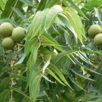 Walnut | Tree, Nut, Species, Uses, &amp; Facts | Britannica