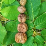 Walnut Tree – Planting, Pruning, Care And Walnut Harvest