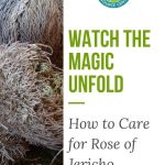 Watch The Magic Unfold: How To Care For Rose Of Jericho
