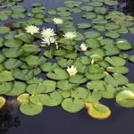 Water Lily Adaptations | Sciencing