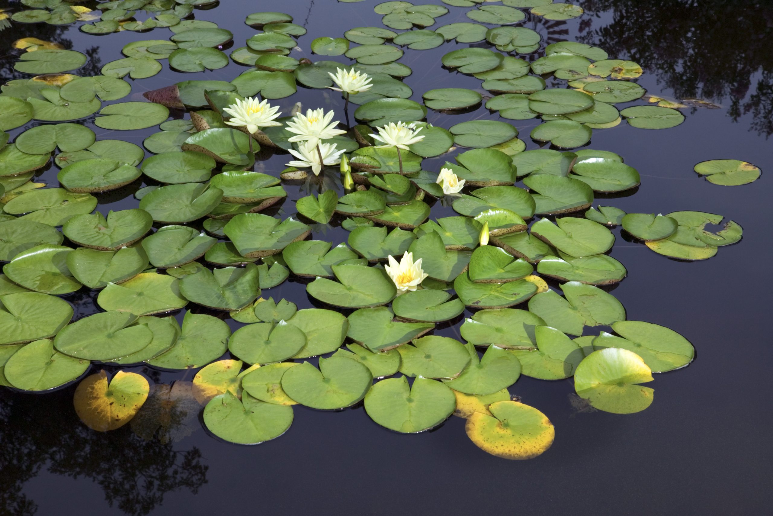 Water Lily Adaptations | Sciencing