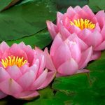 Water Lily | Description, Flower, Characteristics, & Facts