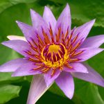 Water Lily Genome Sheds Light On Early Evolution Of Flowering
