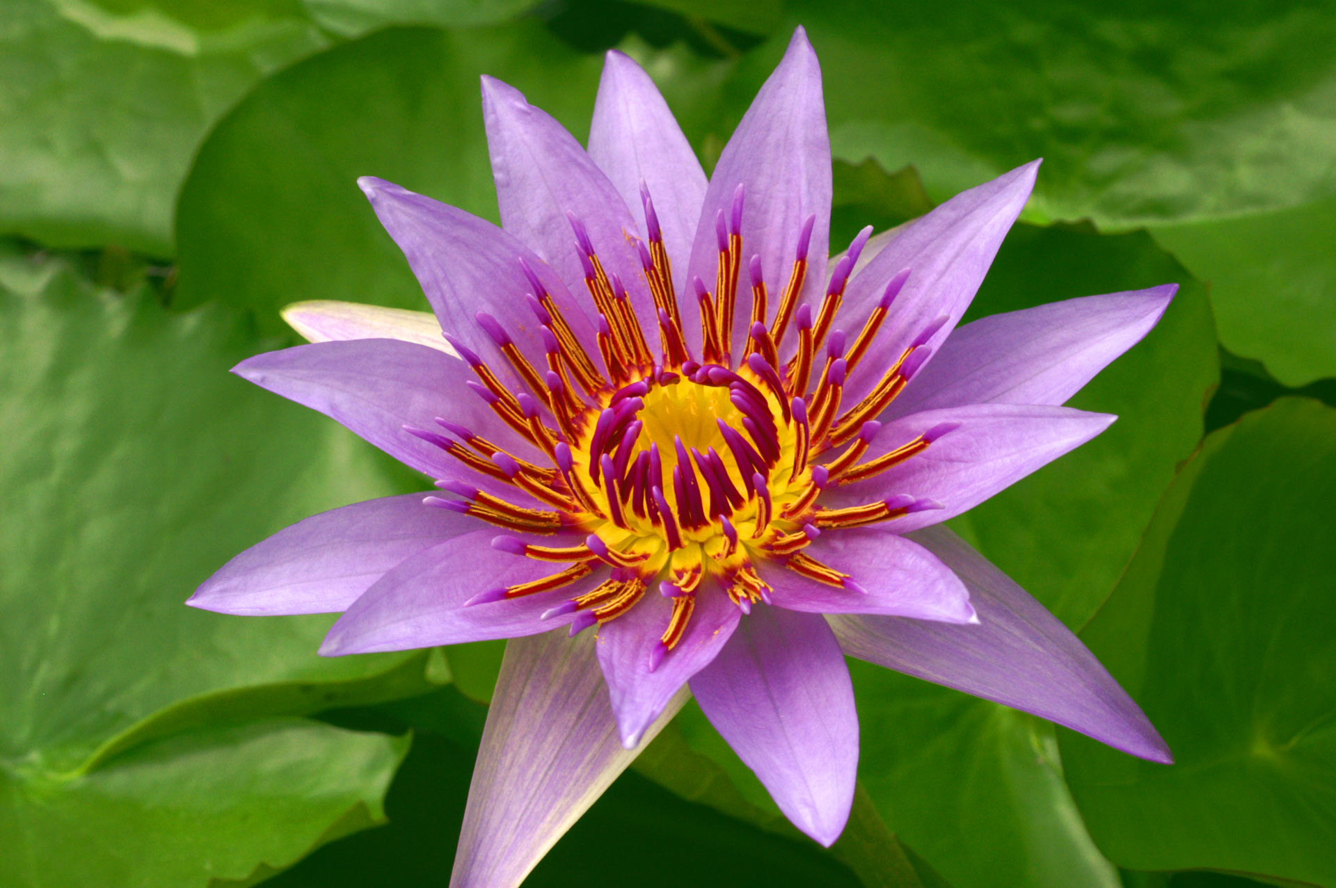 Water Lily Genome Sheds Light On Early Evolution Of Flowering