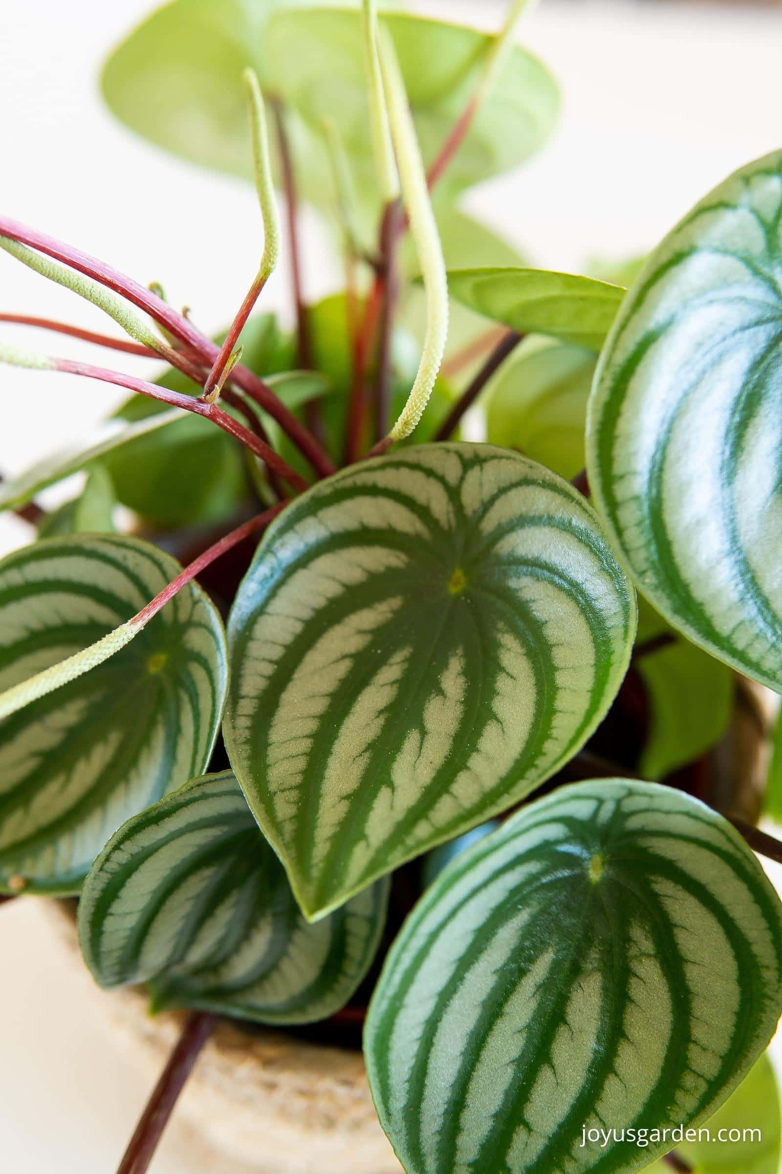 Watermelon Peperomia Care & Growing Tips