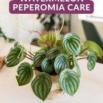 Watermelon Peperomia Care & Growing Tips