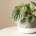 Watermelon Peperomia: Indoor Care And Growing Guide