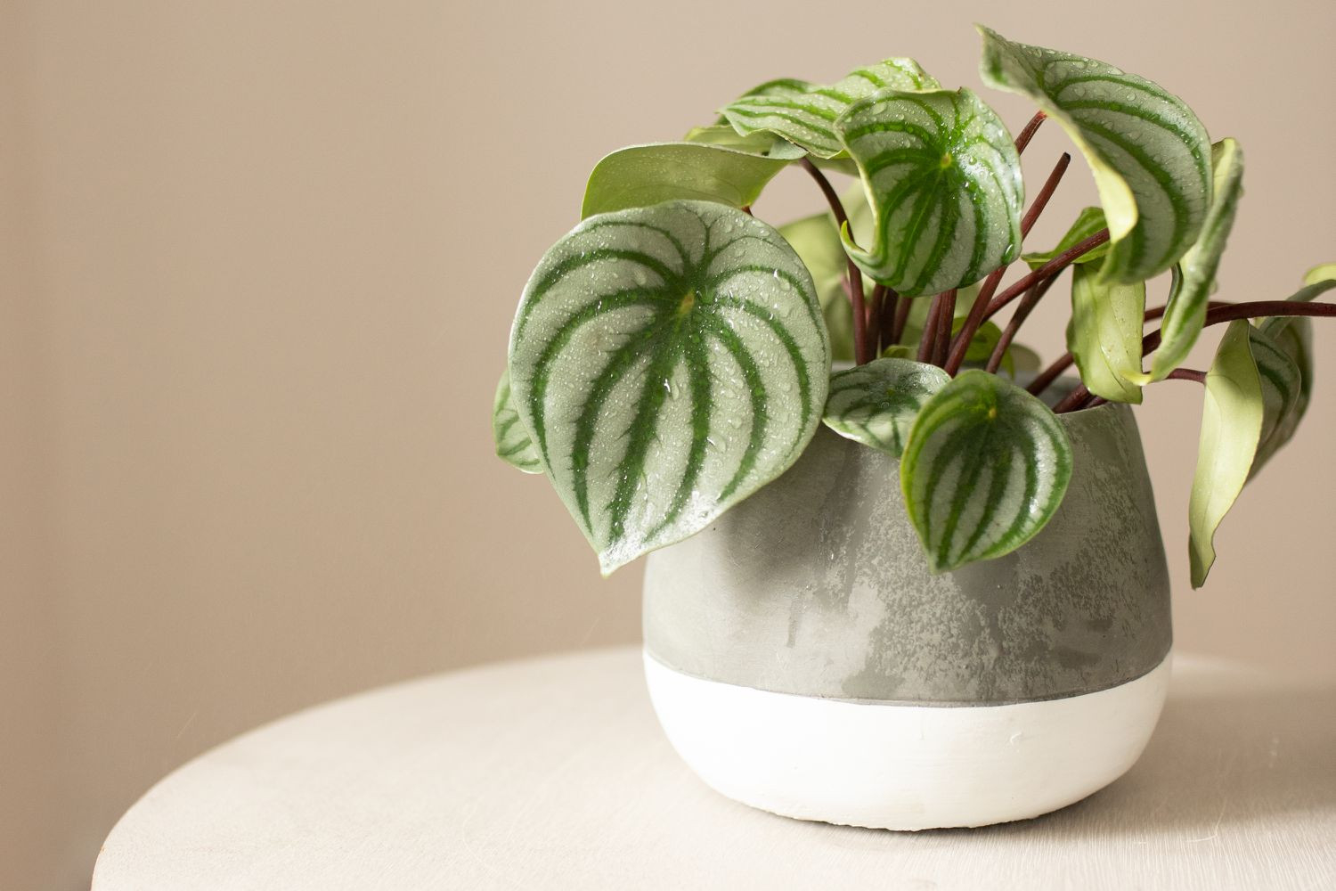 Watermelon Peperomia: Indoor Care And Growing Guide