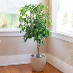 Weeping Fig (Ficus Benjamina): Plant Care & Growing Guide